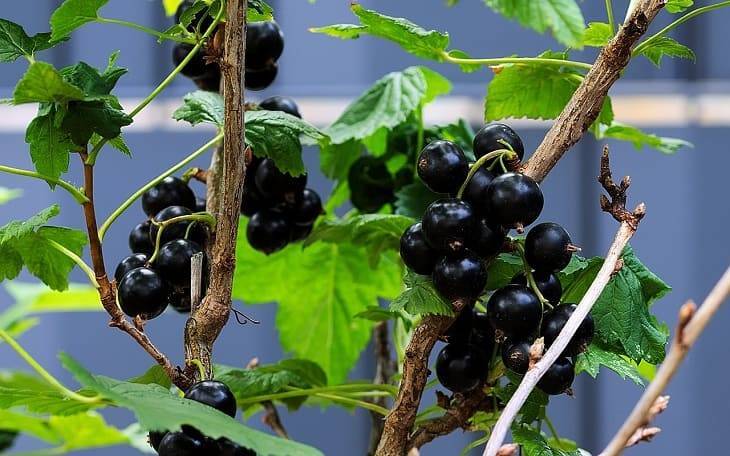 Можно ли сажать черную смородину рядом с вишней: ошибки, из-за которых нет урожая