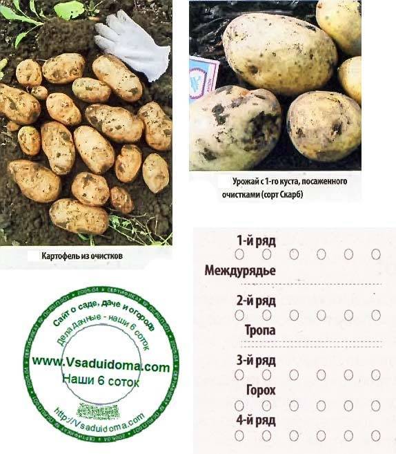 Выращивание картофеля в Ивановской области – посадка и уход, сорта