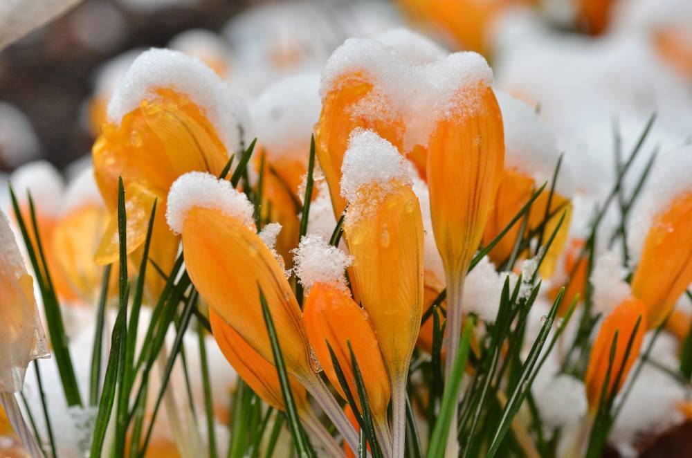 10 сортов крокусов, которые первыми принесут весну в ваш сад