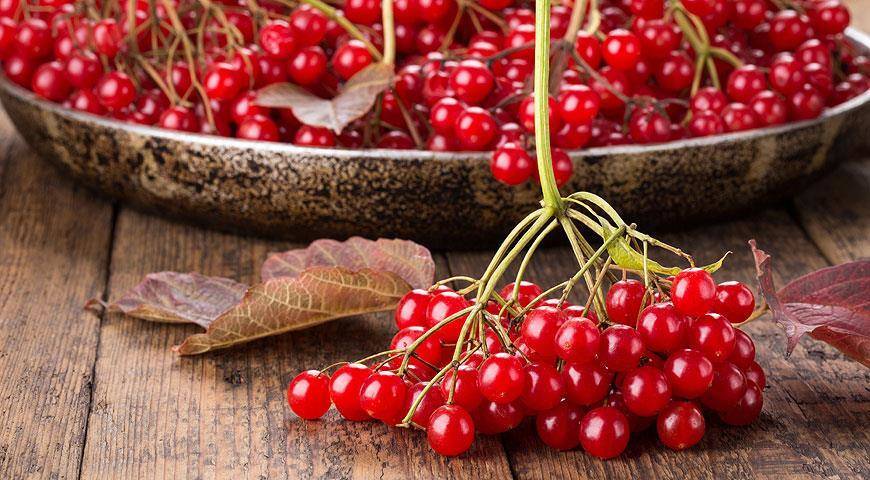 Польза цветов, коры и ягод калины + 10 самых полезных рецептов с калиной красной
