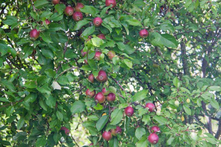 Можно ли заставить яблоню плодоносить каждый год: хитрости дачников