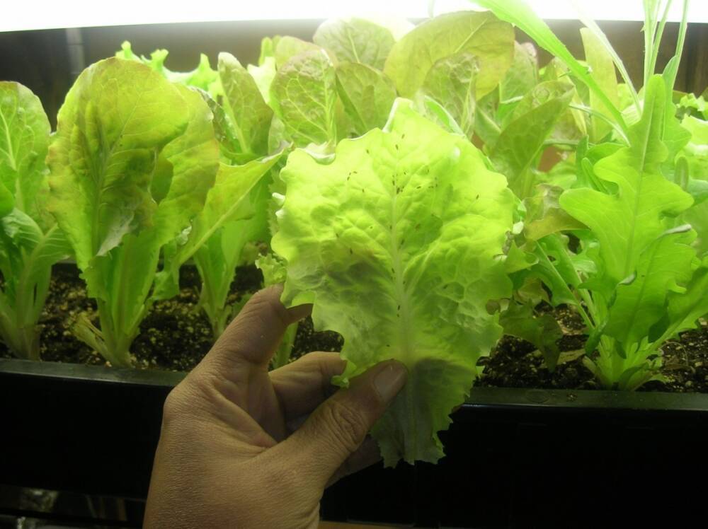 Салат латук: фото, описание, выращивание, полезные свойства, применение