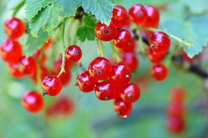 Как ухаживать за красной смородиной, чтобы куст был усыпан гроздьями ягод: дачная хитрость