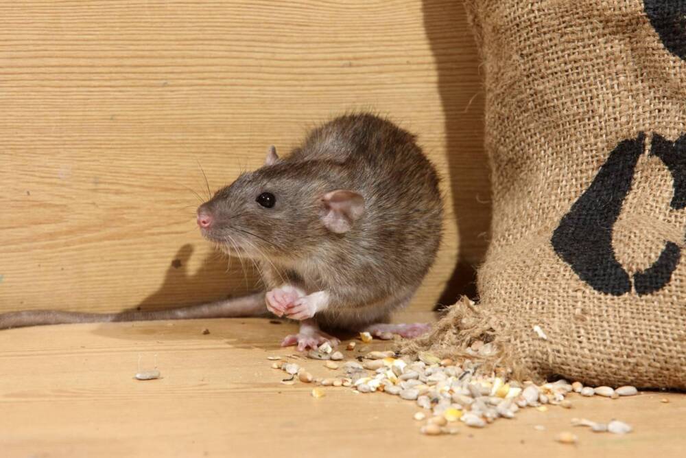 Как избавиться от крыс: эффективные методы, особенности использования яда