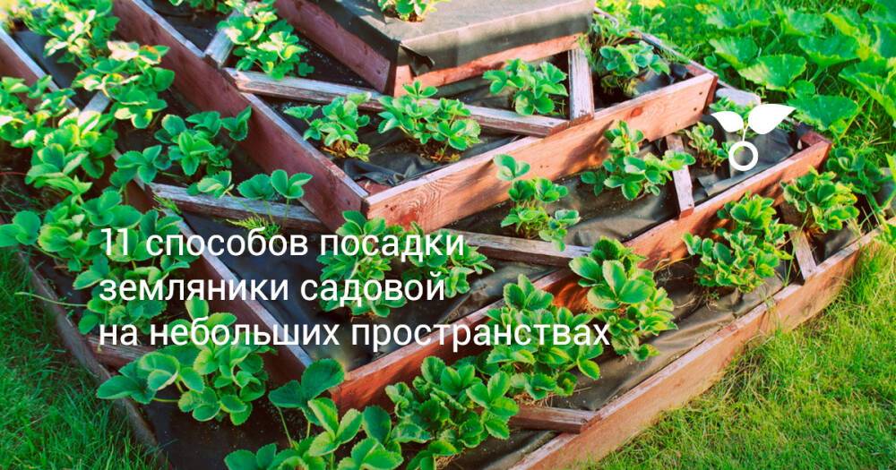 11 способов посадки земляники садовой на небольших пространствах