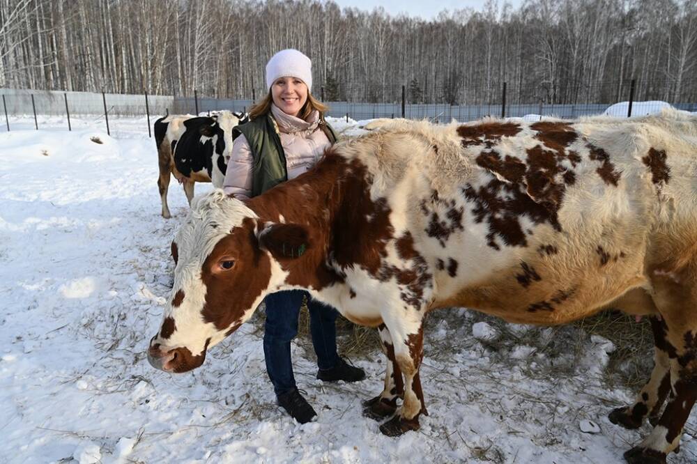 Зачем горожане заводят коров? Опыт одной семьи из Екатеринбурга