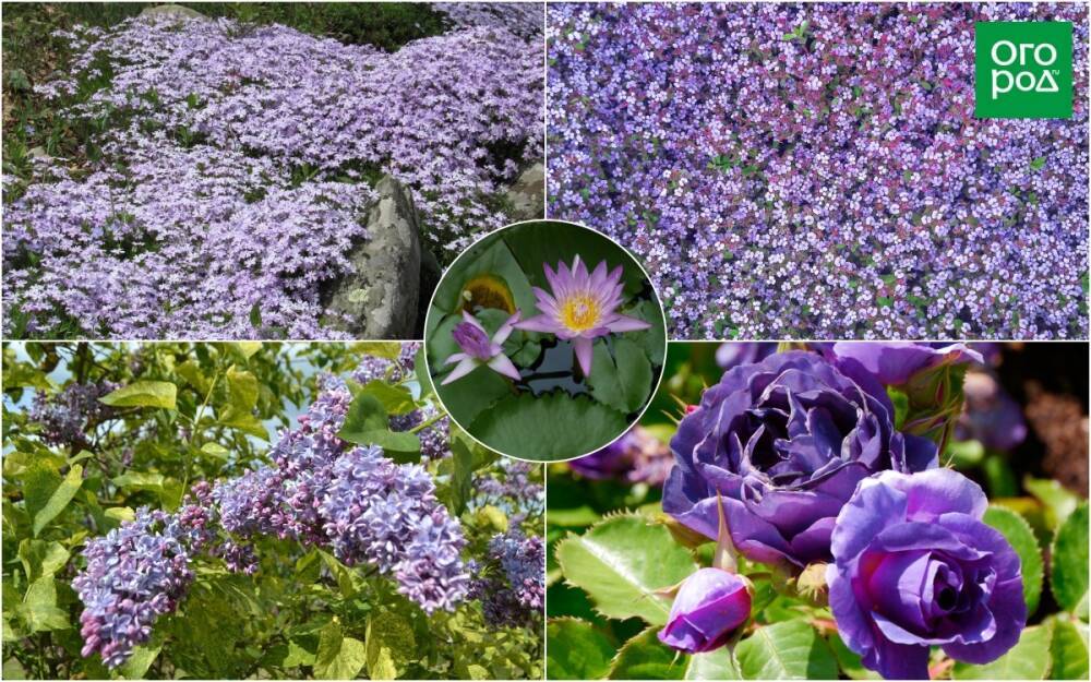 Клумба в оттенках 2022: 10 растений с фиолетовыми цветами