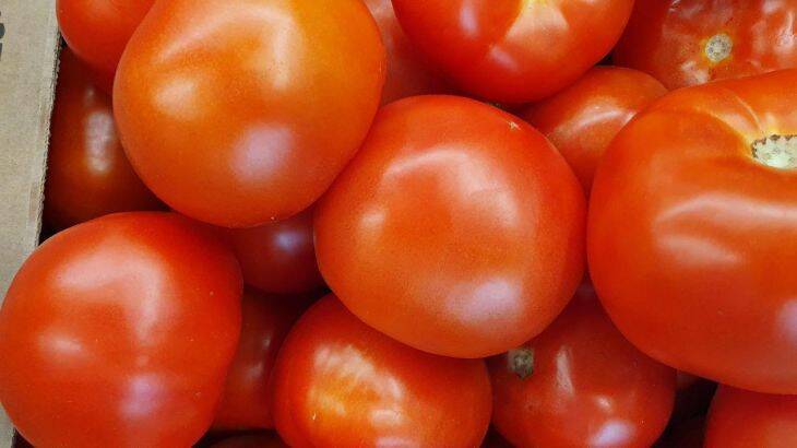Метод выращивания томатов, при котором рассада растет в 2 раза быстрее
