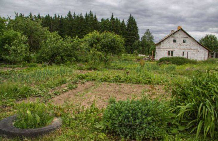 5 причин посадить на своём садовом участке кусты мяты перечной