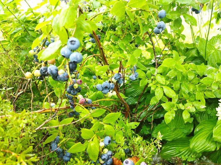 Голубика на подоконнике: как выращивать ягоды круглый год