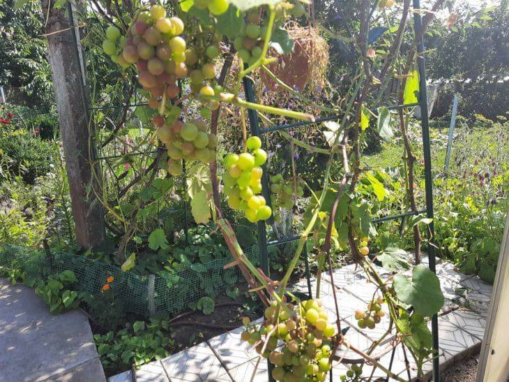 Что делать, если у винограда лопаются ягоды: совет огородникам