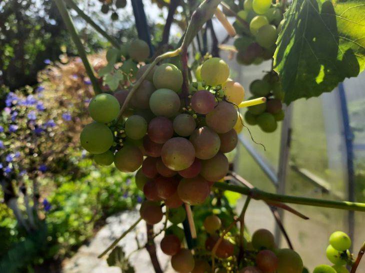 Что делать, если урожай винограда не успевает созреть до заморозков