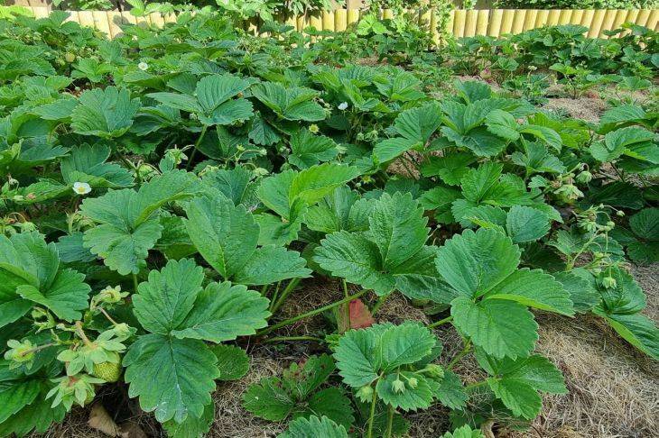 Чем опытные дачники поливают клубнику в октябре для увеличения урожая: секрет раскрыт