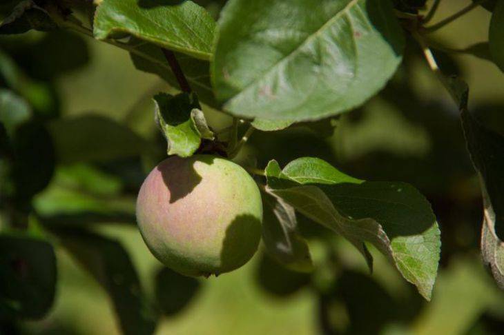 Как победить паршу на яблонях: осенние методы борьбы с заболеванием