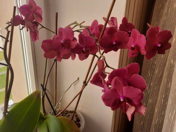 Почему орхидея наращивает длинные воздушные корни вне горшка: 5 основных причин