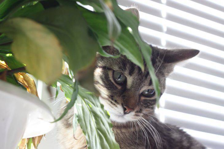 Как отучить кошку рыться в цветочном горшке: 3 способа, после которых животное и не взглянет на кашпо
