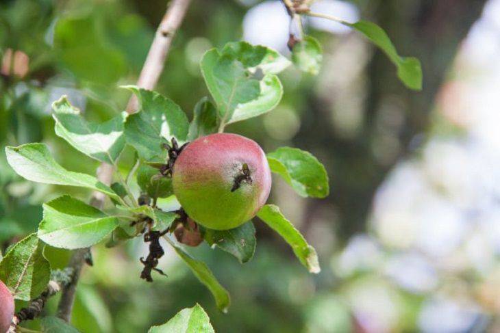 С кем в саду «не уживаются» яблоня, груша, вишня, слива и абрикос