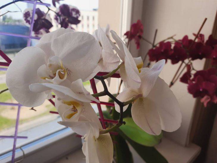 Почему не стоит срезать или укорачивать цветоносы у орхидей после цветения