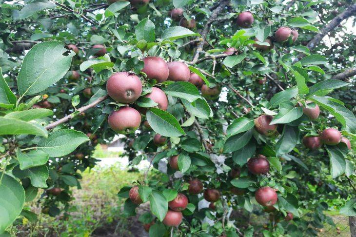 Омолаживающая обрезка яблонь осенью: на что обратить внимание