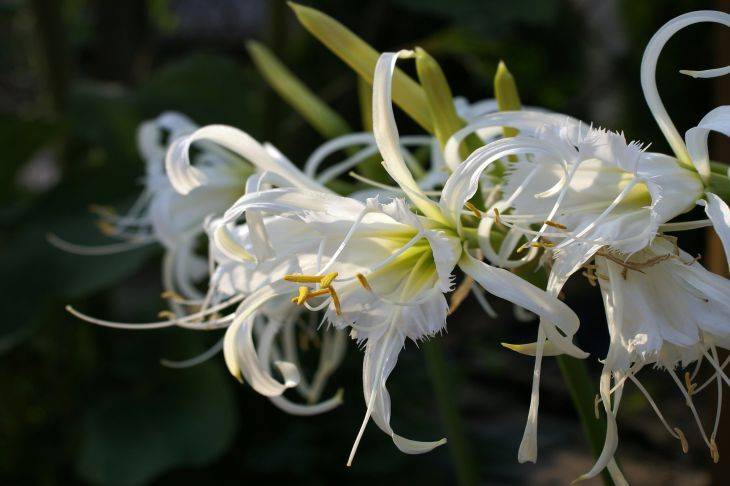 Какой цветок посадить тем, кто без ума от запаха ванили: удивительно ароматное и неприхотливое растение