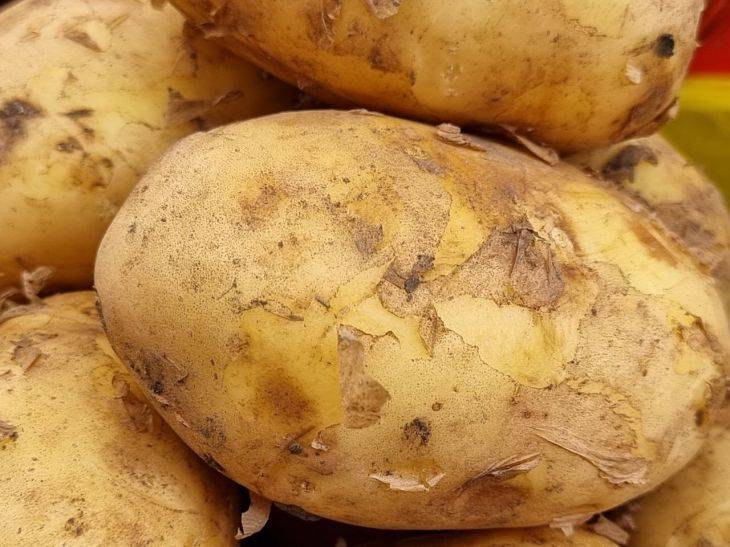 Где категорически нельзя хранить картошку: ошибки неопытных огородников