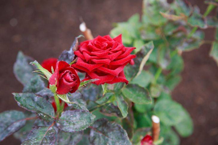 Как распознать мучнистую росу на розах: 3 стадии проблемы