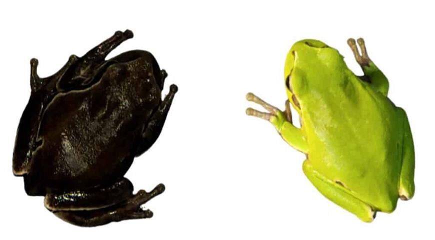 Черные чернобыльские лягушки - повышенный уровень радиации стимулирует накопление меланина