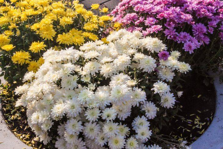 6 ошибок, которые совершают начинающие садоводы с многолетними цветами