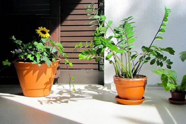 Как используют зубную пасту для комнатных растений: как приготовить удобрение для цветов