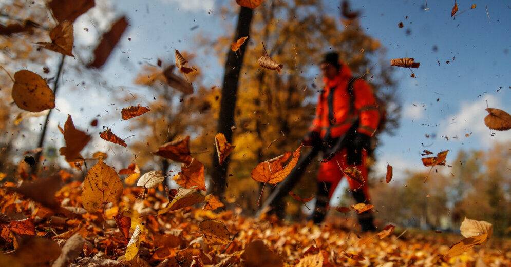 Рижан призывают бесплатно сдать собранную опавшую листву