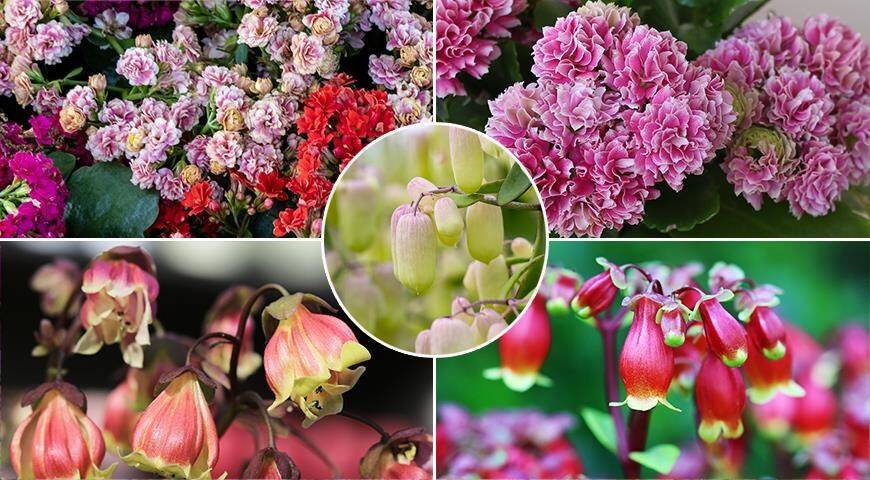 Каланхоэ Блоссфельда и Мангина - суккуленты с яркими и красивыми цветами для вашего дома