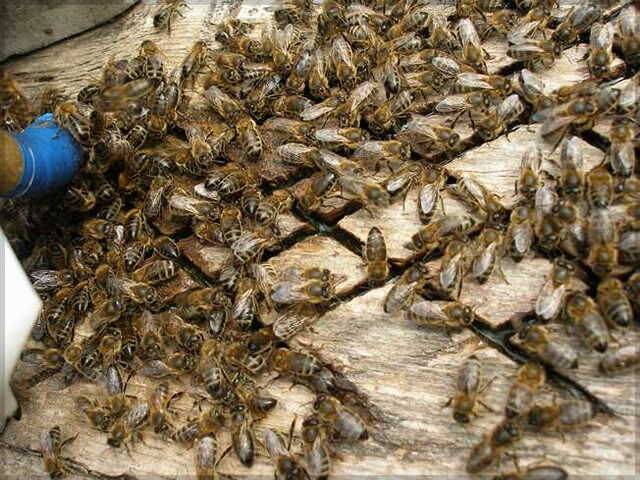 Эндовираза для пчел