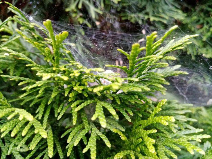 О чем забывают садоводы осенью при уходе за туей: три важных дела для зимовки вечнозеленых