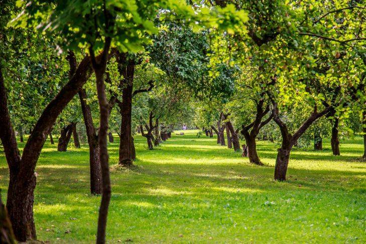 Как защитить стволы плодовых деревьев без побелки: 3 хитрых способа против ожогов и грызунов