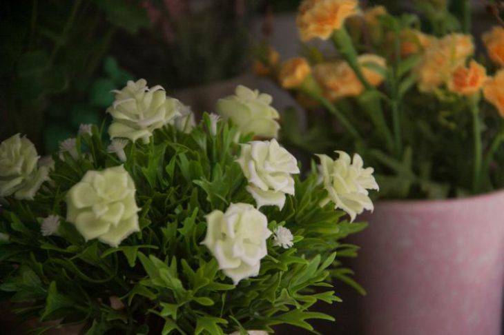 Зачем цветоводы поливают комнатные растения марганцовкой: розовую воду не заменит ни одно удобрение