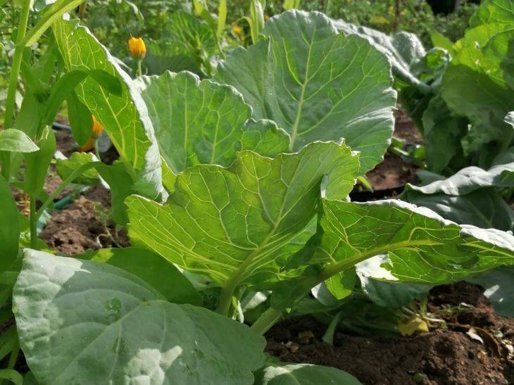 Чем подкормить капусту для роста: методы деревенских жителей