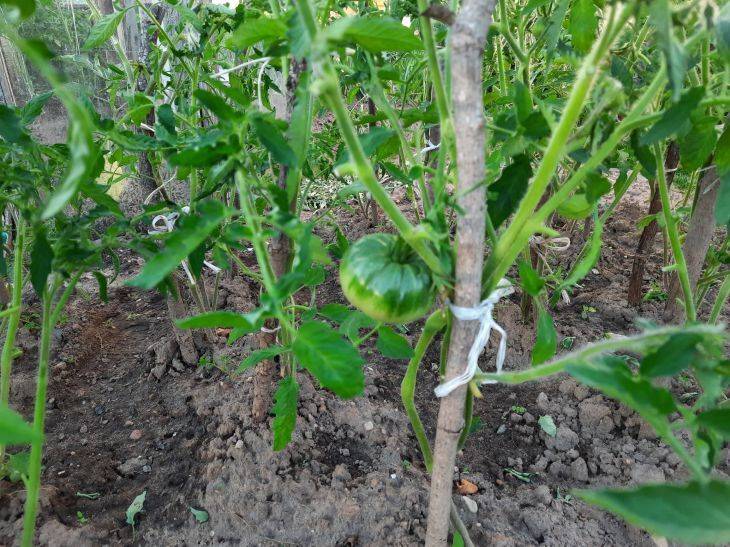 Можно ли сажать томаты после томатов: правила получения отменного урожая два раза подряд