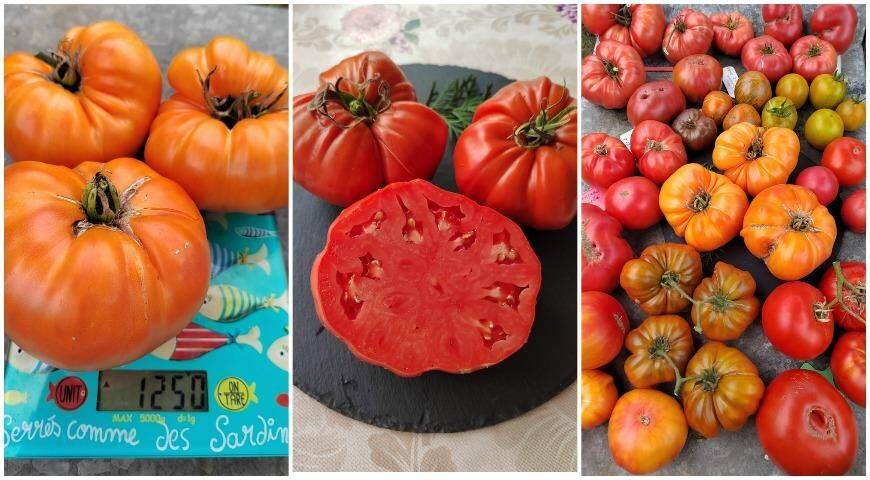 Что такое мясистые томаты, лучшие сорта и мои секреты успеха