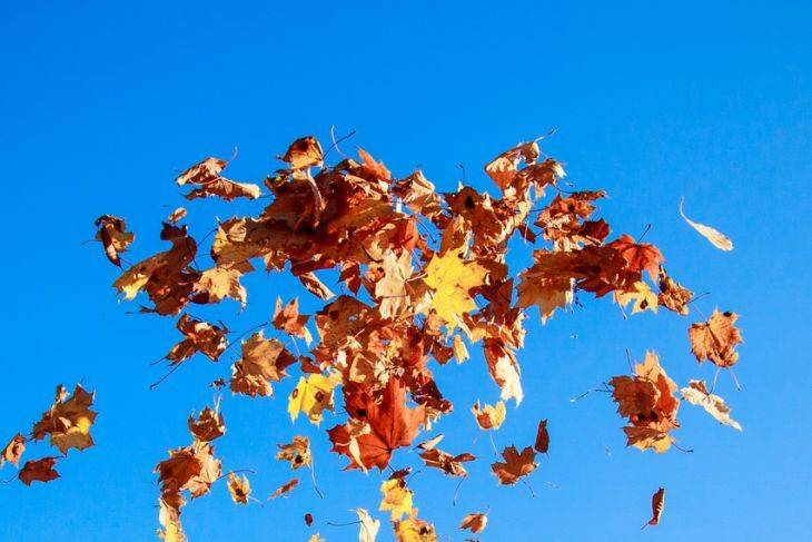 Куда девать опавшие листья: 3 полезных способа использования листового опада