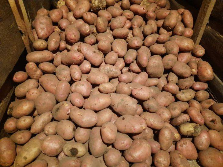 Что сделать, чтобы картофель хранился долго и не прорастал: маленькая хитрость