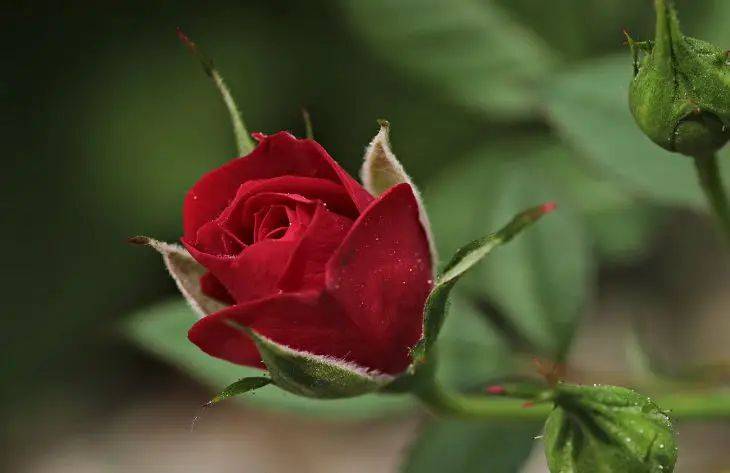Чем подкормить розы на зиму: совет для крепкого здоровья и пышного цветения растений