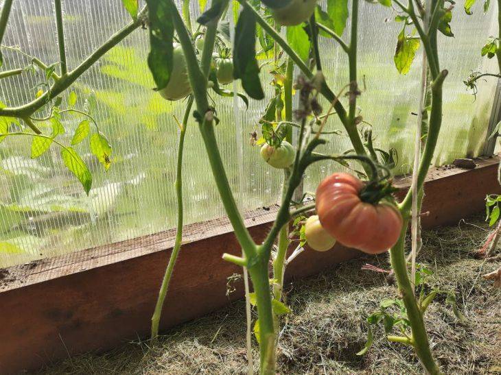 Средство, которое увеличит количество помидоров и сделает их сладкими: народный рецепт