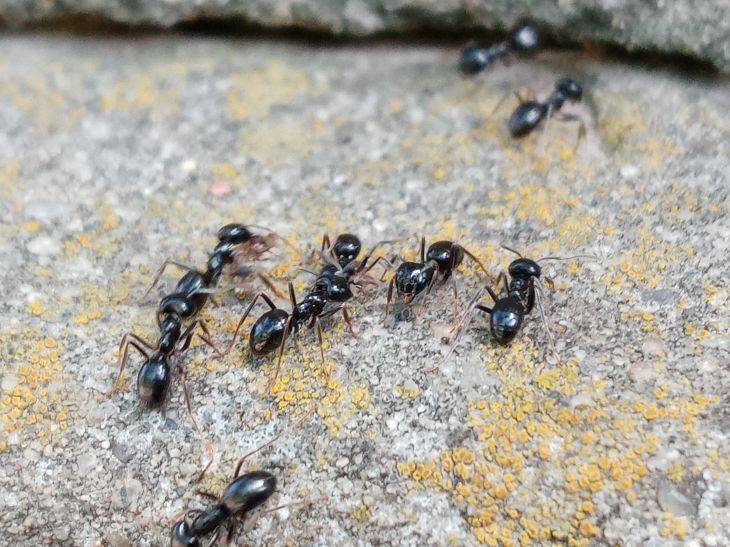 Ложка меда и еще один компонент избавят участок от муравьев: сладкая отрава