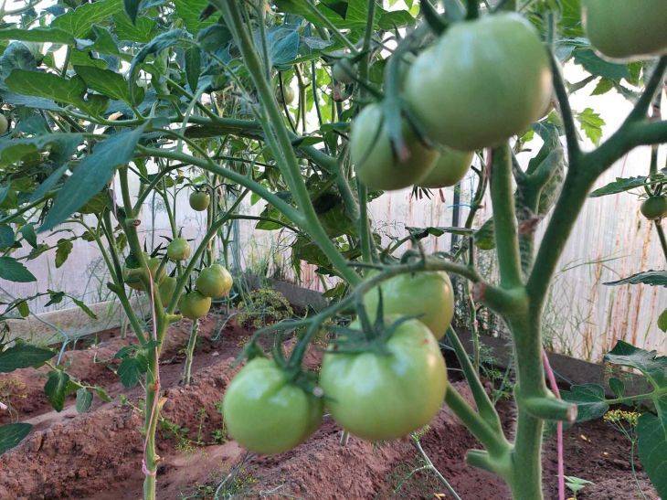 Забытая подкормка для помидоров из СССР: урожая в 3 раза больше