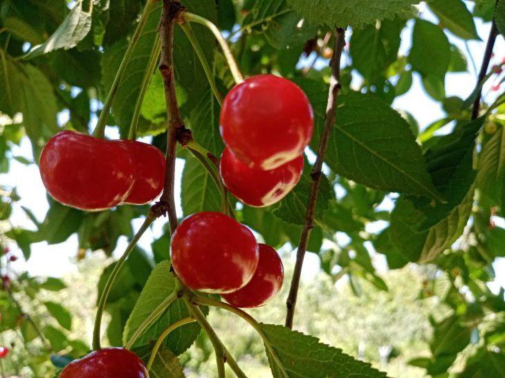 3 секрета выращивания крупной и сладкой вишни: дачникам на заметку