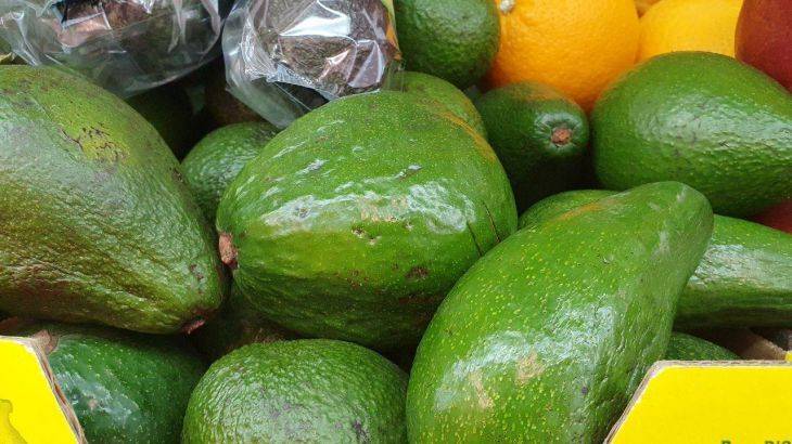 Как вырастить авокадо из косточки: порядок действий для взращивания в горшке