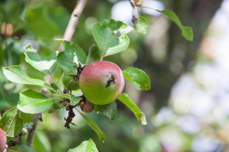 Какие приметы связаны с яблоней в саду: суеверия, в которые верят