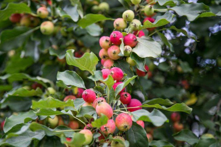 Как правильно подготовить яблони к зиме: сверьтесь, все ли сделано в вашем саду
