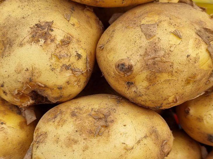 Как зола может стать причиной заражения картофеля паршой: не все дачники знают об этом