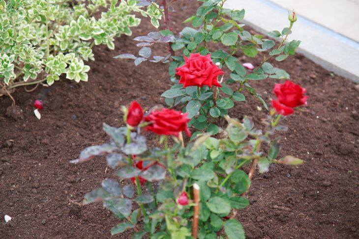 Что хорошо растет с розами: о чем не догадываются огородники